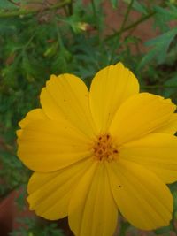 Close-up of yellow flower