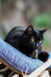 Close-up of black cat resting on outdoors