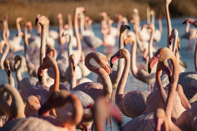 Flamingos during sunset