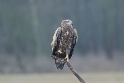 A white-tailed eagle perched