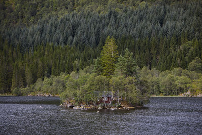 Scenic view of river amidst trees in forest