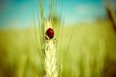 Close-up of ladybug on wheat eat