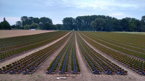 Panoramic shot of agricultural field against sky