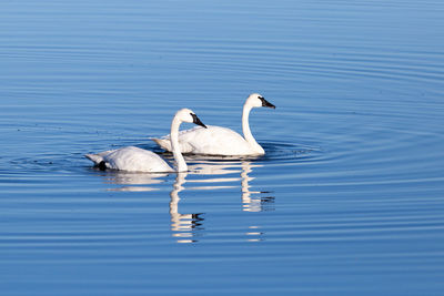 Side view of couple of adult eastern whistling swans swimming on pond 