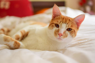 Portrait of cat lying on bed