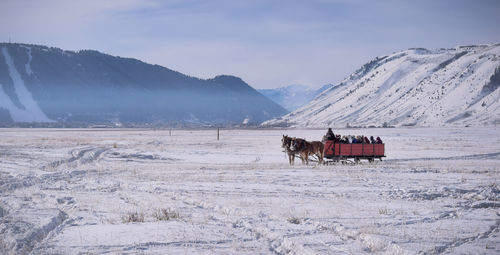 View of horse on snow covered mountain against sky