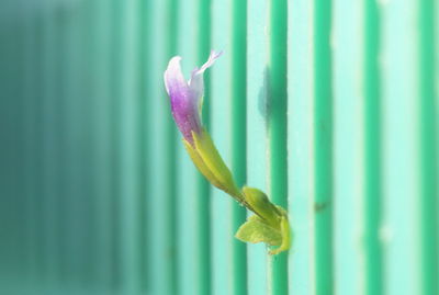 Close-up of caterpillar on flower