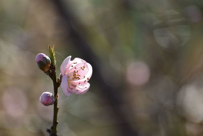 Close-up of pink rose flower buds