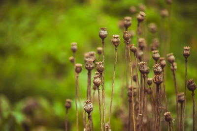 Close-up of plants growing on field