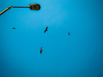 Low angle view of birds flying against clear blue sky