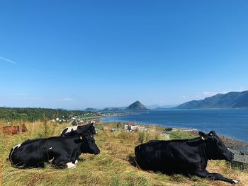 Happy cows relaxing and looking at the view upon the sea on a sunny day, dreaming, clear blue sky 