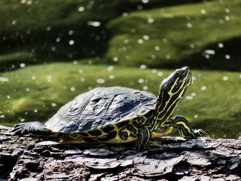 Turtle sunbathing. 