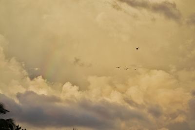Low angle view of birds flying against sky