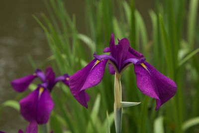 Close-up of pink flowers