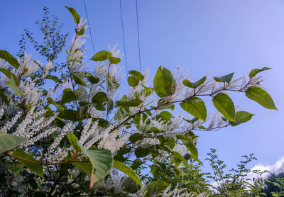 Low angle view of plant against clear blue sky