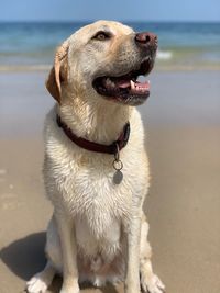 Dog sitting at beach