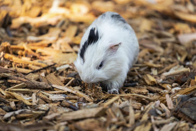 Scenes of a guinea pig