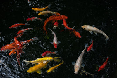 Koi swimming in a water garden,fancy carp fish,koi fishes