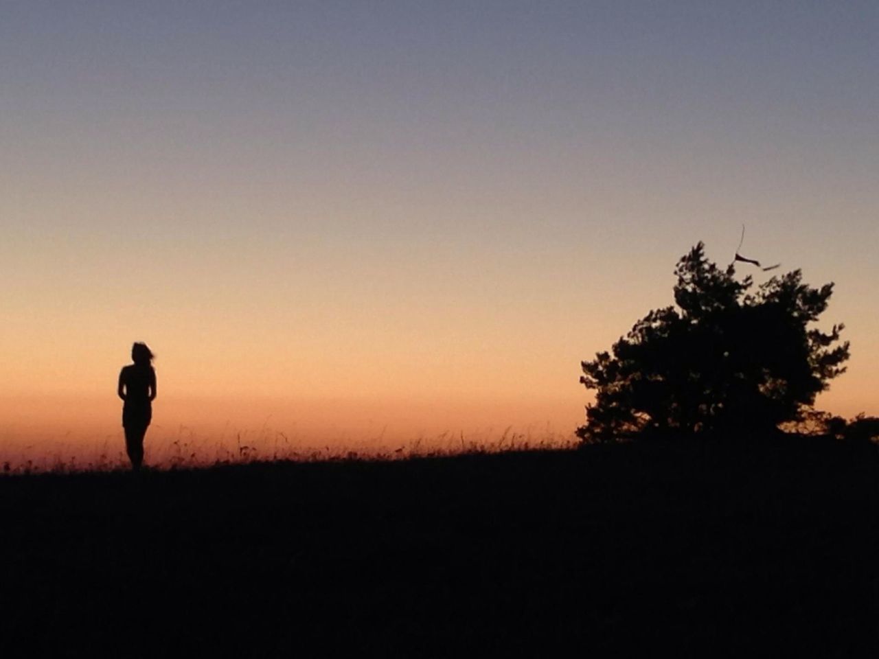 silhouette, animal themes, sunset, bird, tree, copy space, clear sky, sky, tranquility, animals in the wild, wildlife, tranquil scene, nature, one animal, beauty in nature, scenics, low angle view, dusk, flying, outdoors