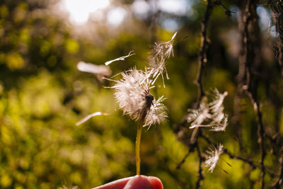 Close-up of dandelion flower on land