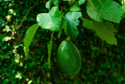 Close-up avocado of fruit growing on tree