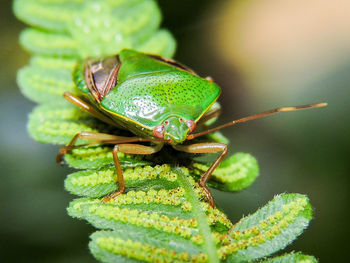 Close-up of insect on leaf