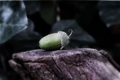 Close-up of nut on tree stump