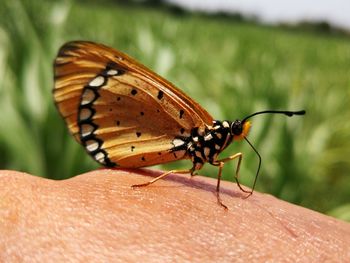 Close-up of butterfly on hand