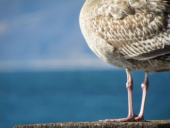 Low section of seagull perching on rock