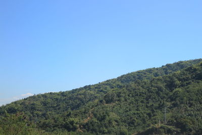 Scenic view of forest against clear blue sky