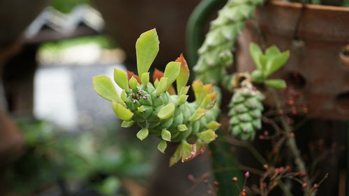 Close-up of succulent plant