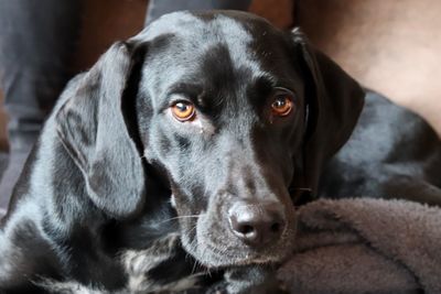 Close-up portrait of black dog relaxing on floor