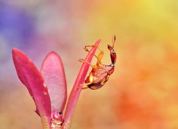 Close-up of insect on pink flower