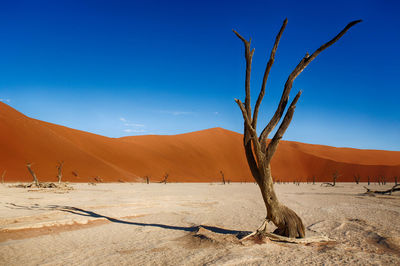 View of tree in desert