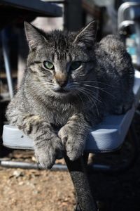 Close-up portrait of a cat