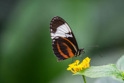 Close-up of butterfly pollinating on flower