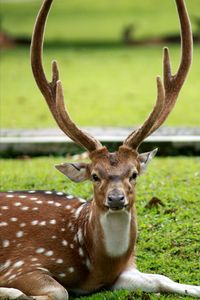 Close-up portrait of deer