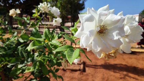 Close-up of white flowering plants