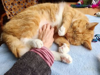 High angle view of cat sleeping on bed