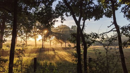 Sunlight streaming through trees at sunset