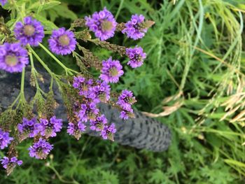 Close-up of purple flowers blooming outdoors