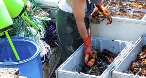 Fisherman  sorting fresh caught live maine lobsters in to separate bins by size.