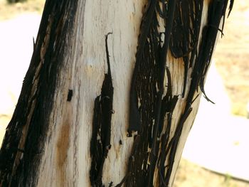 Close-up of tree trunk