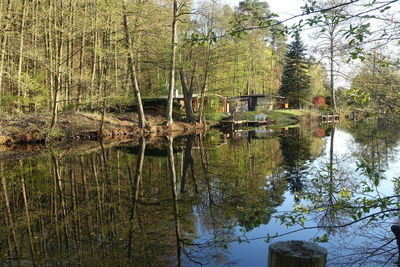 Scenic view of lake in forest