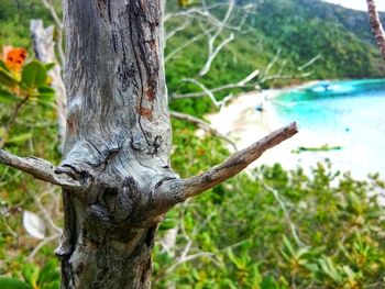 Close-up of tree trunk