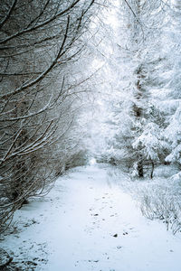 Scenic view of snow covered land and trees