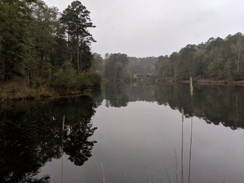 Scenic view of lake in forest against sky