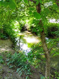 Scenic view of lake amidst trees in forest