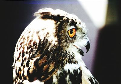 Close-up of owl perching outdoors