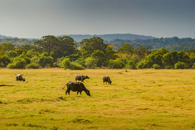 Horses grazing on field